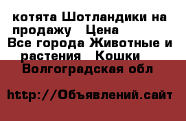 котята Шотландики на продажу › Цена ­ 5 000 - Все города Животные и растения » Кошки   . Волгоградская обл.